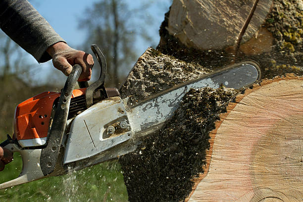 Best Tree Care Services  in Hillsdale, MI